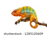 Yellow blue lizard Panther chameleon isolated on white background