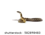Rat Snake Attack Pose Isolated...