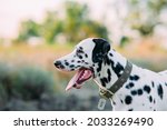 Portrait Of Dalmatian Dog With...