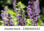 Purple Lupine Flowers  Lupinus...