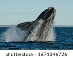 Sohutern right whale jumping, endangered species, Patagonia,Argentina.