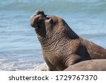 Male Elephant Seal Portrait ...