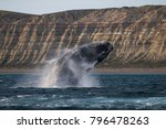 Sohutern right whale, endangered species, Patagonia