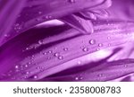 Water drops on purple aster...