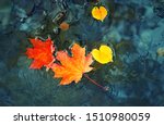 Bright Autumn Maple Leaves In...