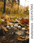 Wild Small Mushrooms Growth In...