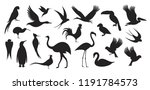 wild bird set. bird silhouette  ... | Shutterstock .eps vector #1191784573