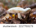 Saffron milk cap (Lactarius deliciosus) mushroom. aka red pine mushrooms aka Lactarius deliciosus in a grass., delicious edible mushrooms on a mos in natural habitat, spruce forest, early autumn shot