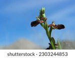 Small photo of Ophrys caucasica is a flowering plant endemic to the Caucasus. According to the IUCN Red List the category and status of the species is "Endangered" – EN B1ab(iii)+2ab(iii). It is an endemic species.