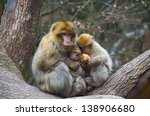 Monkey Love   A Barbary Macaque ...