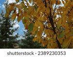 Small photo of Close up of branches of a Ranier Cherry Tree with leaves turning from green to yellow in the fall in Trevor, Wisconsin, USZ