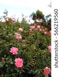Small photo of A flowering hedge of soft pink roses in full bloom at the Inez Grant Parker Memorial Rose Garden in Balboa Park, San Diego, California, USA