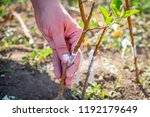 Small photo of clean hands of the agronomist check the quality of buds on fruit trees, as new varieties of buds on seedlings of tree sprouts take root