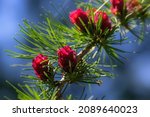 Small photo of Tamarack tree colorful red cones close-up