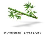 Bamboo plant,Isolated on a white background,