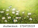 Field Of Daisy Flowers With...