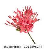 Ixora Coccinea Flower  Pink...