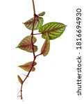 Rex Begonia Vine Leaves  Exotic ...