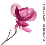 Purple magnolia flower ...