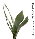 Small photo of Sansevieria Moonshine leaves, Moonshine Snake Plant, isolated on white background with clipping path