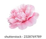 Small photo of Pink camellia flower, Camellia blooming with leaves isolated on white background, with clipping path