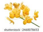 Vanda orchids  yellow orchids...