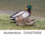 Small photo of A pair of Mallard ducks resting motionless on a tree trunk. Sitting in the same position. Side view, closeup. Genus species Anas platyrhynchos.