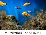 Nemo Fishes In Sea Aquarium
