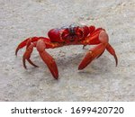 A migrating red crab takes its chances across a busy road