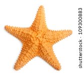 The caribbean starfish on a...