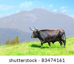 The Auroch also Urus - Bos Primigenius. Very rare wild European Buffalo living only in a Czech National Park Sumava and Germany National Park Bavarian Forest.