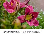 Flowering Daylilies In The...