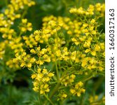 Small photo of Yellow flowers of Ruta graveolens (common rue or herb of grace) in summer garden. The cultivation of medicinal plants in the garden.