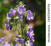 Small photo of The bee collects nectar on the flowers of polemonium blue. Polemonium caeruleum, known as Jacob's-ladder or Greek valerian, is a medicinal plant