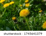 Yellow flowers of dandelions in green backgrounds. Spring and summer background.
