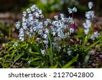 Small photo of Puschkinia scilloides libanotica blue flowers with a green tinge bloomed in early spring. Flowering of bulbous spring plants in the garden.