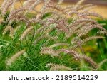 Small photo of Pennisetum ( lat. Pennisetum ) is a genus of widespread herbaceous plants from the grass family ( Poaceae )
