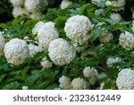 Small photo of Chinese snowball viburnum flower heads are snowy. Guelder rose (viburnum opulus, viburnum Boul de Neige) in spring garden. Decorative shrubs in landscape design