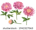 Watercolor Set Of Chrysanthemum ...