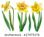 Watercolor Set Of Daffodils ...