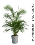 Kentia palm tree grey in pots....