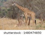 Maasai Giraffe  Mother And...