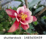 Pink Red Aquilegia Canadensis ...