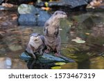 Pair Of Otters  Aonyx Cinereus  ...