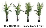 Set Large Ornamental Plant In A ...