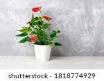 House Plant Anthurium In White...