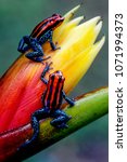 Small photo of Ecuador has one of the highest numbers of amphibians in the world. Some are exquisitely beautiful, like this pair of endemic poison dart frogs from near the town of Tena, in the Amazon Basin.