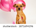 Small photo of spay and neuter campaign for pets. pink october for animal cancer prevention. pink ribbon and balloons in white background