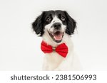 Small photo of portrait of a mutt dog wearing a red bow tie isolated on white