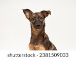 Small photo of adorable mutt dog portrait isolated on white